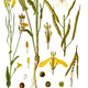 Illustration for article titled What Caused This Deadly Epidemic in Spain in 1981?